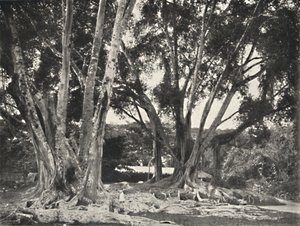 Rubberboom Ficus elastica, 1926 door Unbekannt
