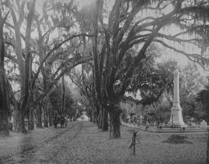 Hangend mos op Live-Oak, Savannah, Georgia, ca. 1897