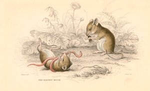 Oogstmuis Micromys minutus van de Oude Wereld, 1828 door Unbekannt