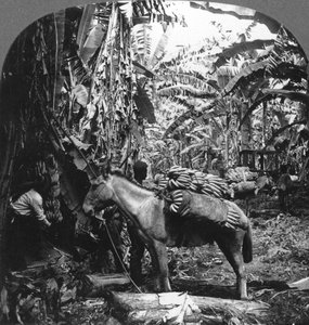 Bananen oogsten, Costa Rica, 1909 door Unbekannt