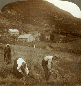 Gerste oogsten op een Mindresunde-boerderij in de vallei bij Olden, Noorwegen, ca. 1905