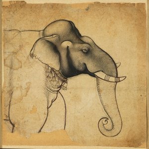 Hoofd van een olifant