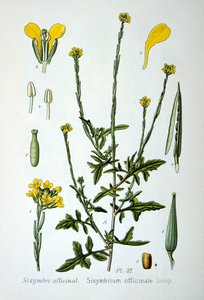 Heggemosterd, 1893 door Unbekannt