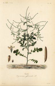 Heggenmosterd, Sisymbrium officinale door Unbekannt