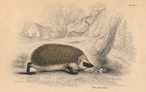 Egel Erinaceus europaeus