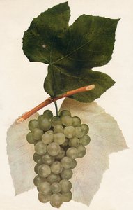 Hidalgo, 1908 door Unbekannt