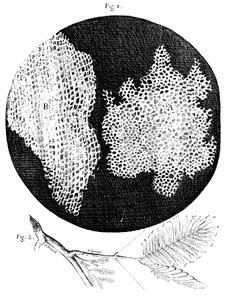 Hookes observaties van de cellulaire structuur van kurk en een takje van de gevoelige plant, 1665 door Unbekannt