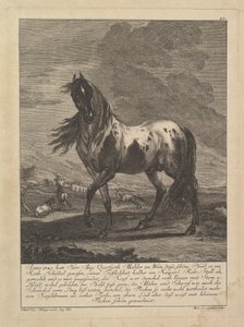 Paard, 18e eeuw