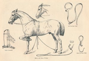 Paard met Rarey-uitrusting, ca. 1905 ca. 1910