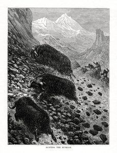 Jacht op de muskusos, 1877