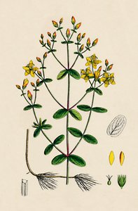 Hypericum Boeticum. Golvendbladig Sint-Janskruid, 19e eeuw