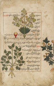 Geïllustreerde dubbele folio met distels en andere geneeskrachtige planten, 1595 door Unbekannt