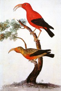 Illustratie van de Iiwi, scharlakenrode honingzuiger