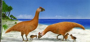 Illustratie/Sylviornis neocaledoniae