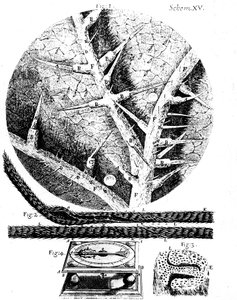Illustraties van de Engelse microscopist Robert Hookes Micrographia, 1665 door Unbekannt