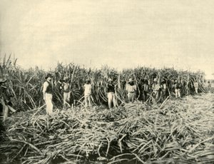 Op een Suikerplantage in Queensland, 1901