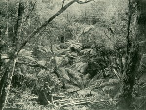 In de Dandenong Ranges door Unbekannt