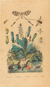 Insecten en bloemen