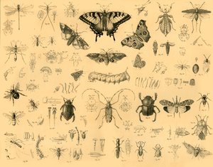 Insecten door Unbekannt
