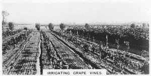 Druivenranken irrigeren, Australië, 1928 door Unbekannt