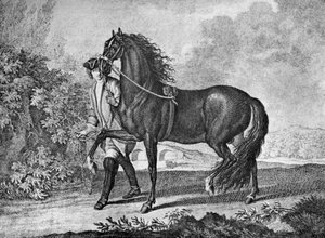 Italiaans Napolitaans paard, 1722 1938