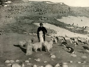 Joyce en de honden in de pinguïnkolonie, ca. 1908, 1909 door Unbekannt