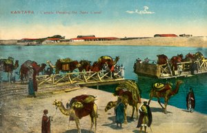 Kantara - Kamelen die het Suezkanaal passeren