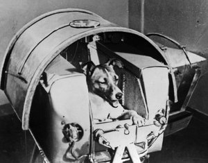 Laika, Russische kosmonautenhond, 1957