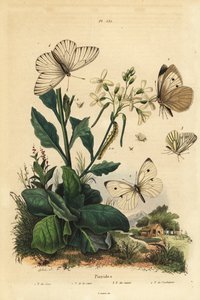 Grote witte, Pieris brassicae, kleine witte, Pieris rapae, groenader witte, Pieris napi, en zwartader witte, Aporia crataegi. Pierid vlinders