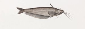 De Silure Oudnei, close-up