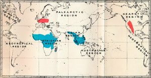Lemuroidea - I. Kaart, toont de verspreiding van levende blauwe en fossiele rode, 1897 door Unbekannt