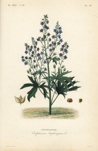 Luizenbestrijder of stavesacre, Delphinium staphisagria, Staphisaigre door Unbekannt
