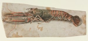 Kreeft, 1600s