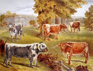 Longhorn vee eigendom van Sir John Harpur-Crewe, Calke Abbey, 1885