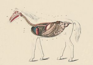 Lengtedoorsnede van het paard