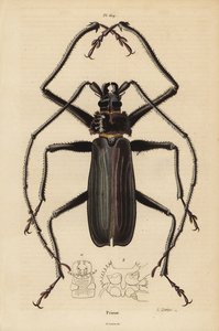 Macrotoma hayesii kever door Unbekannt