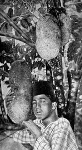 Maleisiër verzamelt jackfruit, 1922 door Unbekannt