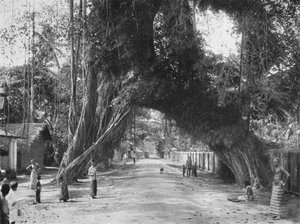 Schilderachtige oude vijgenboom Ficus indica aan de weg Clombo-Galle bij Kalutara, 1926 door Unbekannt