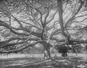 Mammoet Live Oak, nabij Jacksonville, Florida, ca. 1897