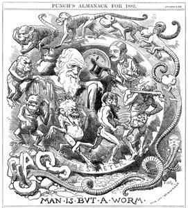 De Mens is Slechts een Worm, Cartoon uit Punch die Evolutie van Worm tot Mens Toont