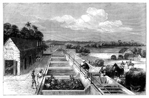 Indigo vervaardigen in Tirhoot Muzaffarpur, Neder-Bengalen, 1869 door Unbekannt