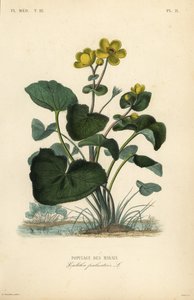 Dotterbloem