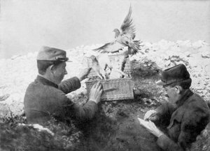Boodschapperduiven worden vrijgelaten aan het front, Eerste Wereldoorlog, 1915