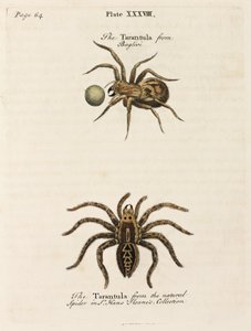 Microscopie door Unbekannt