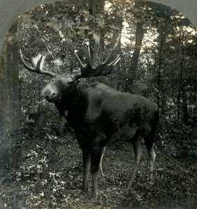 Heerser van Alles Wat Ik Overzie, 1899