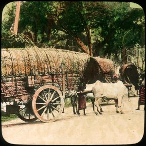 Inheemse ossenkar, Ceylon, eind 19e of begin 20e eeuw