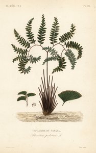 Noordelijke adelaarsvaren of vijfvingervaren, Adiantum pedatum, Capillaire du Canada door Unbekannt