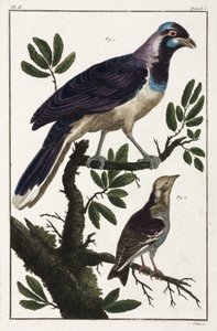 Tropische vogels: kauwen van Cayenne en cotinda van de Molukken