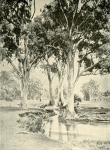 Oude Gums, Mt. Crawford, Zuid-Australië, 1901