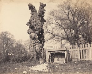Oude boom bij Chatham door Unbekannt